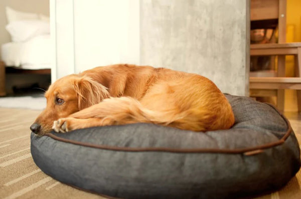 P.L.A.Y Lounge Bed for Pets